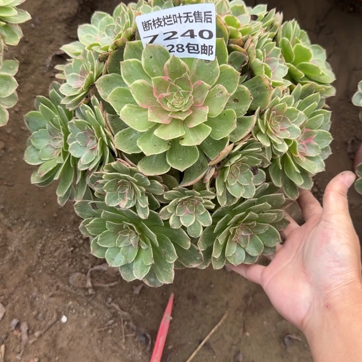7240二号棚莲花座E