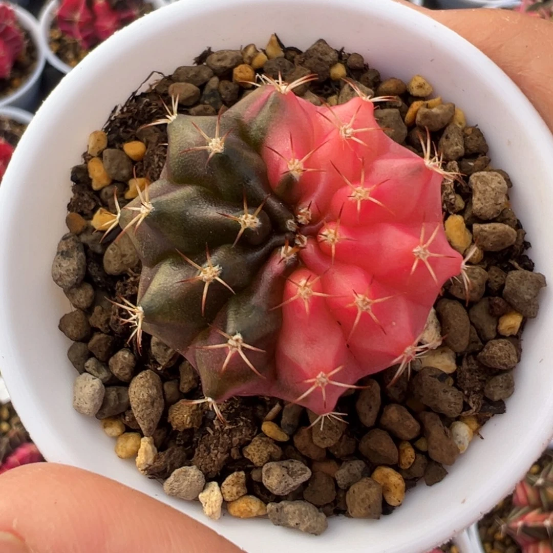 11 好看的米哈冲冲冲