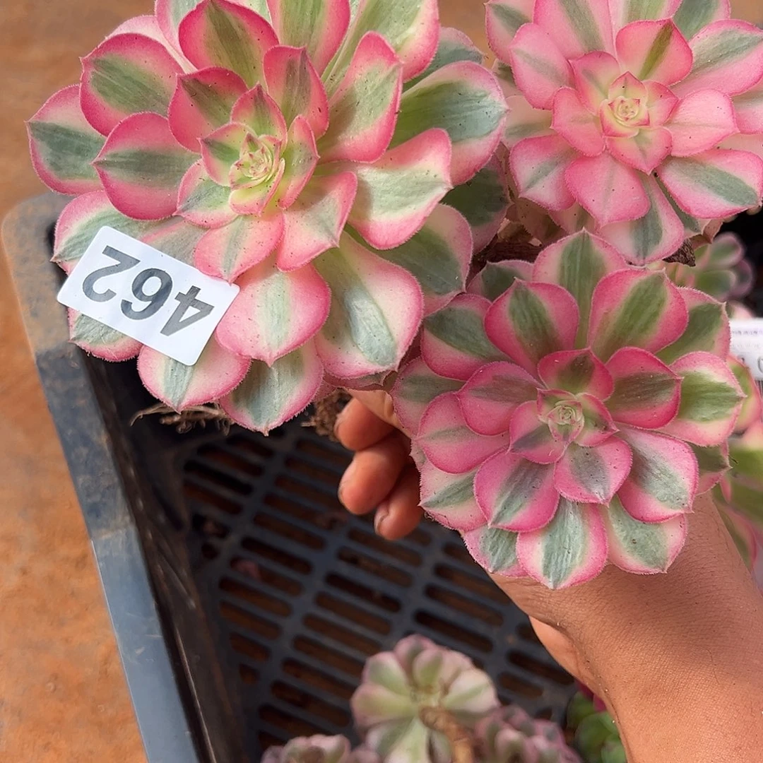 精品多肉植物462倾城