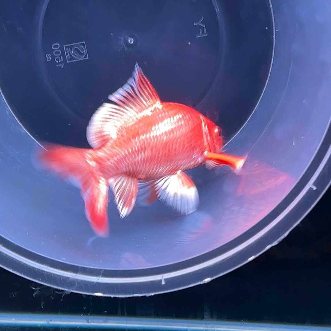 海水鱼@****蝴蝶鲤11