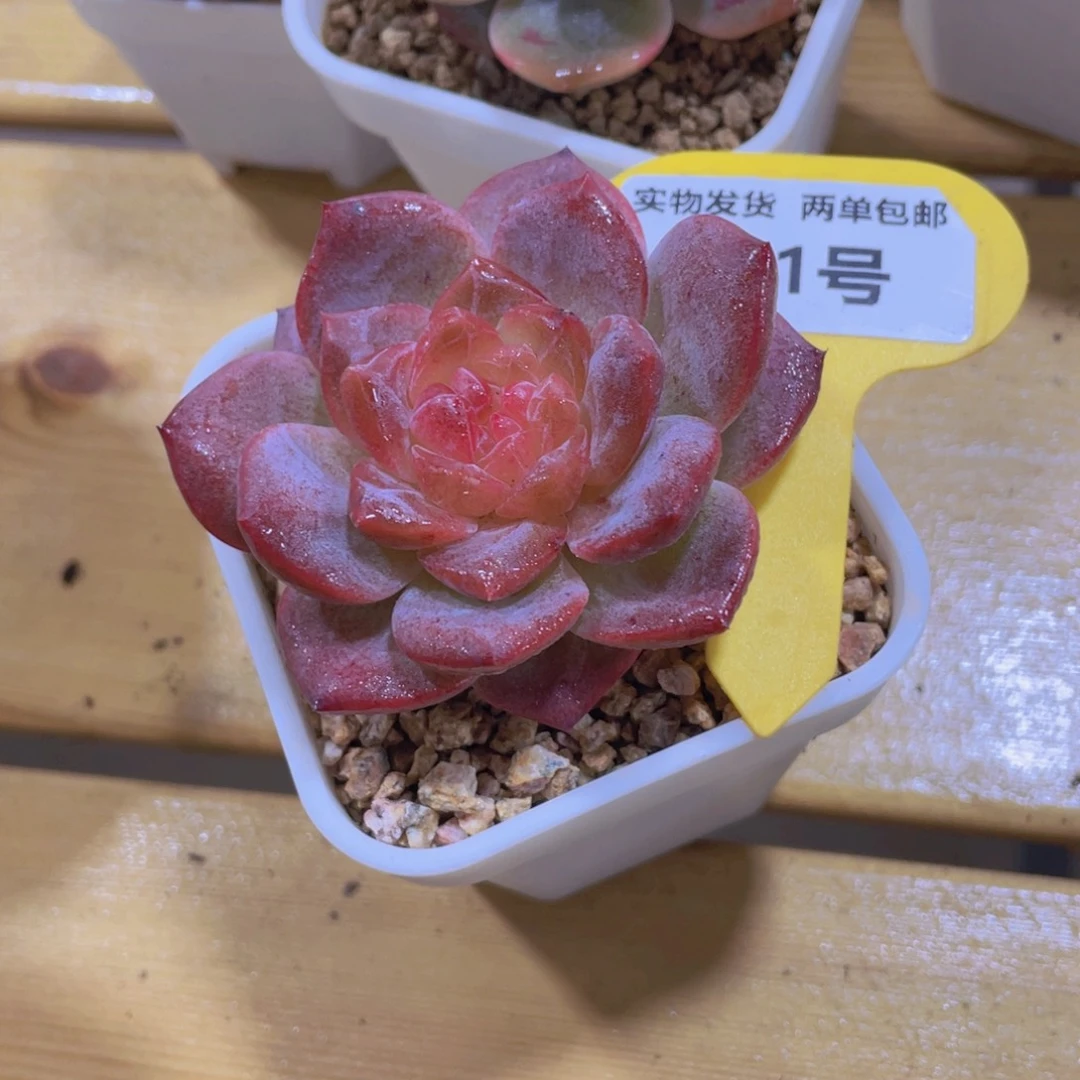 821号 全状态糖心琥珀