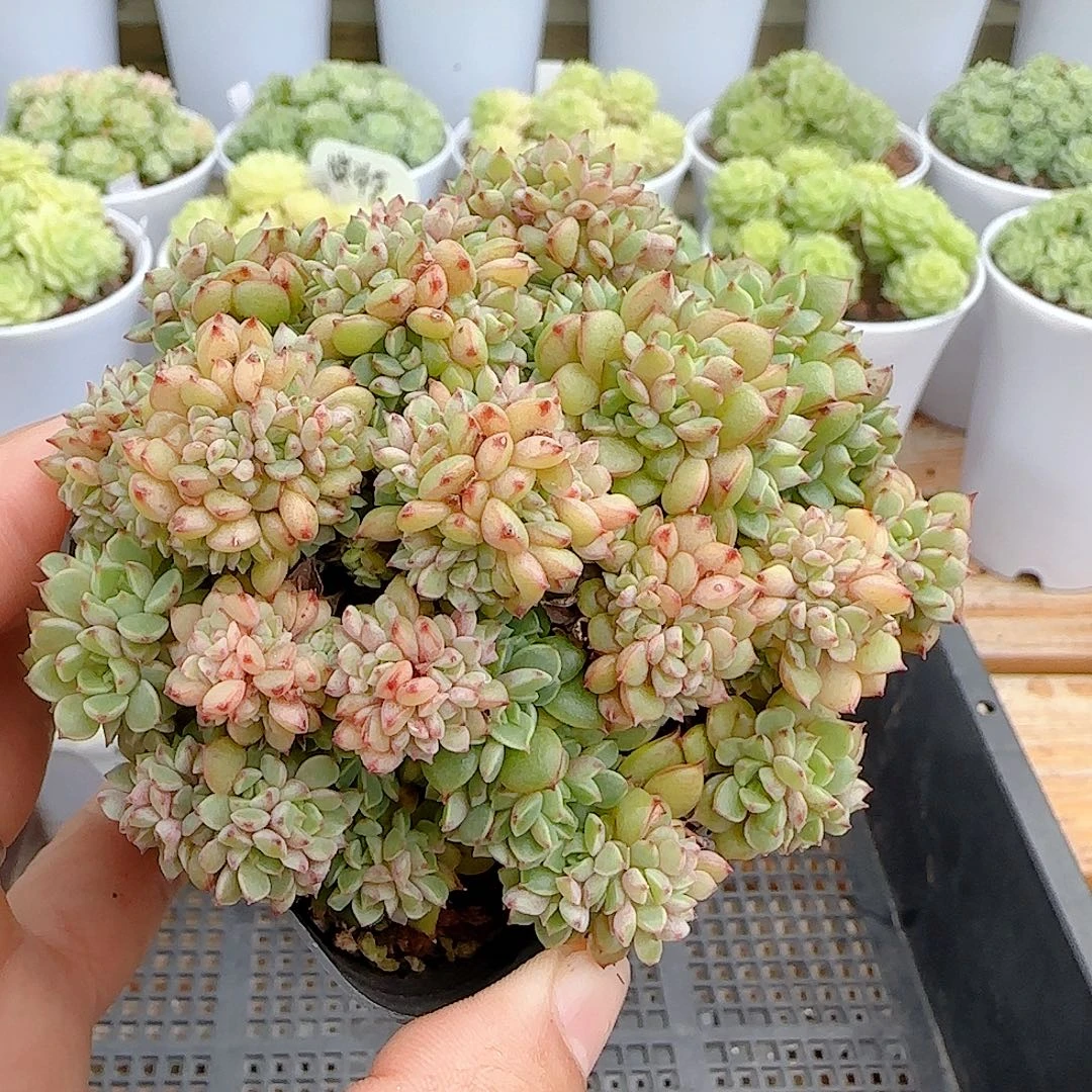 【闪购商品】0928-7甜茶