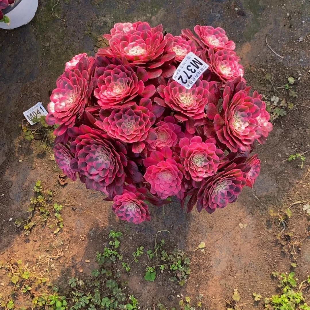 全部花朵*‍****372红彤白丛林嫩桩