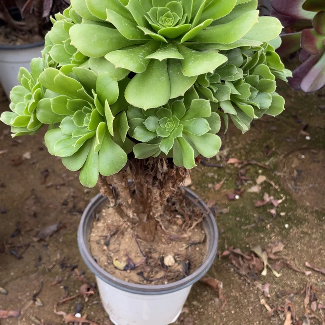 865绿杨蓉多肉法师断枝不包