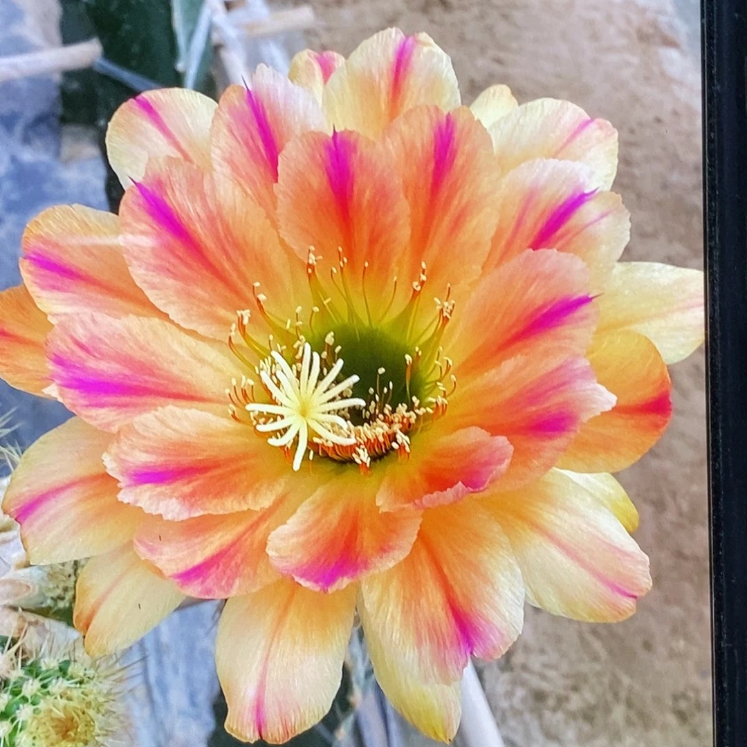 毛 粉条纹侧芽5公分以上