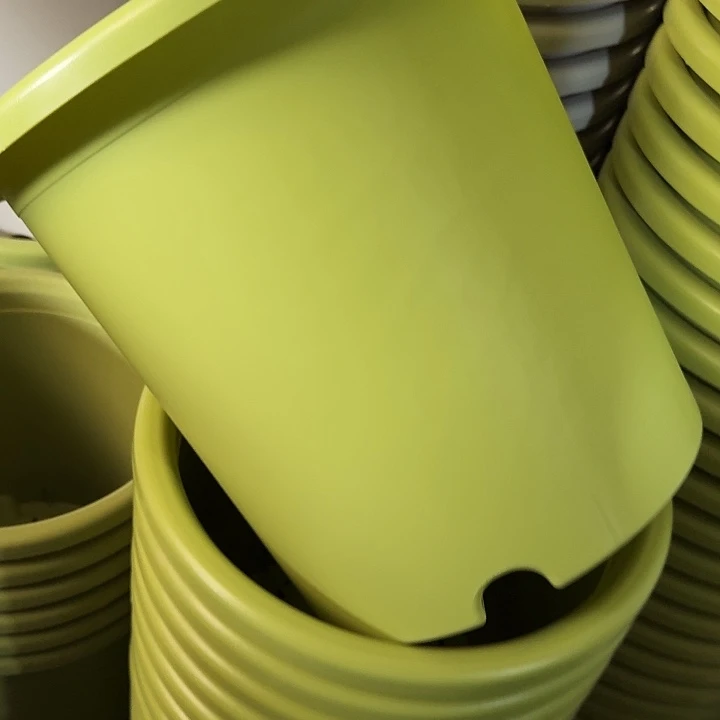 四季8号果绿无托5个特价微瑕