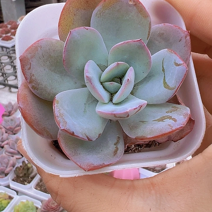 布鲁兰19包邮多肉植物