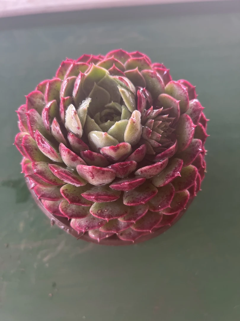 2王小二多肉朱砂痣全店多肉任意拍满2单发货 拍满5单送一包吡虫啉