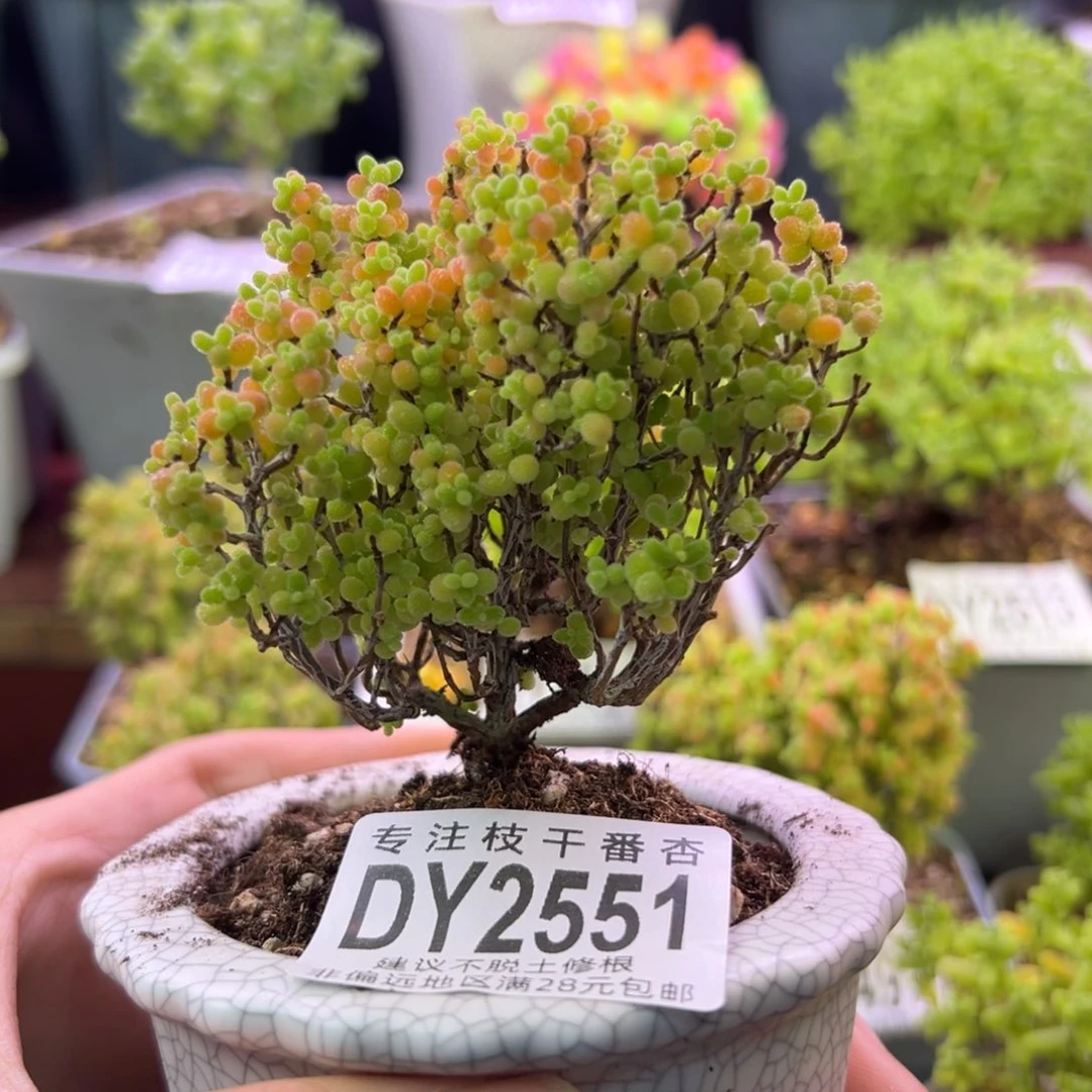 一***光2551蜜橘糖球带盆发