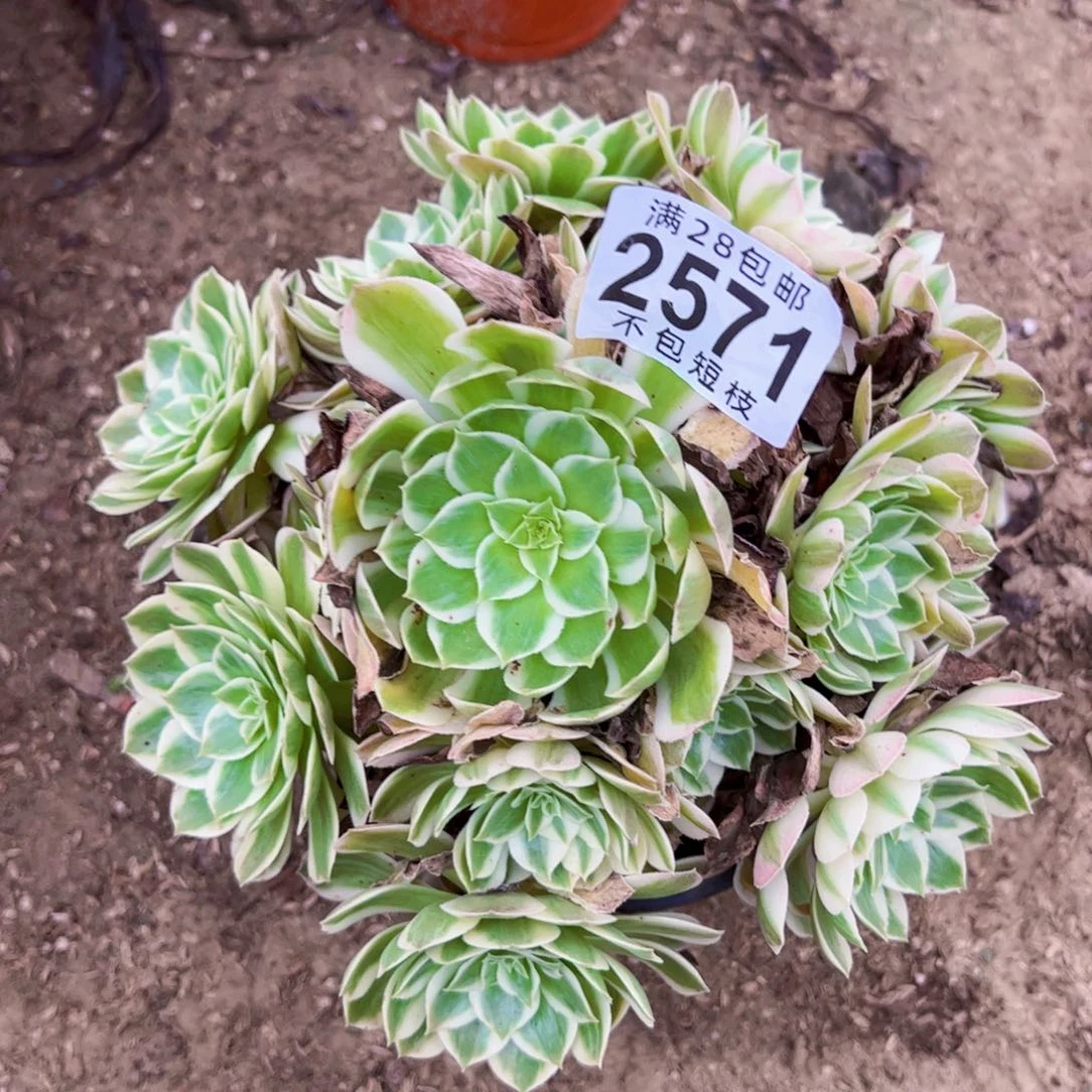 海王多肉植物法师2571