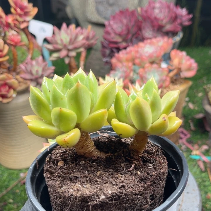 兔**?多肉植物一物一拍70