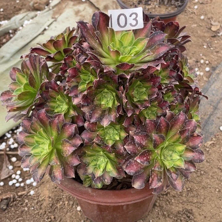 寒**梅102多肉植物韶华