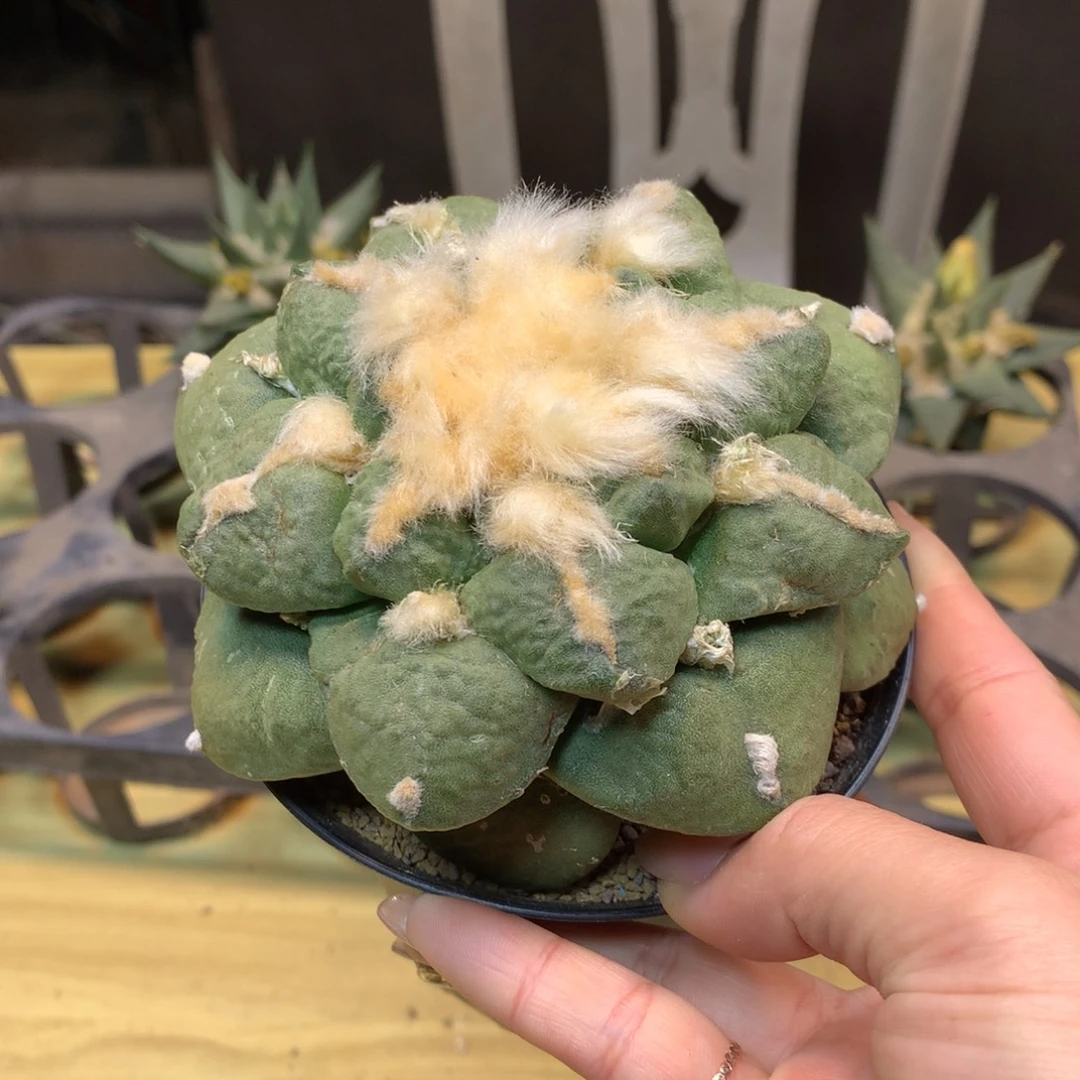 11号 自根 龟甲连山10.5公分 带盆土