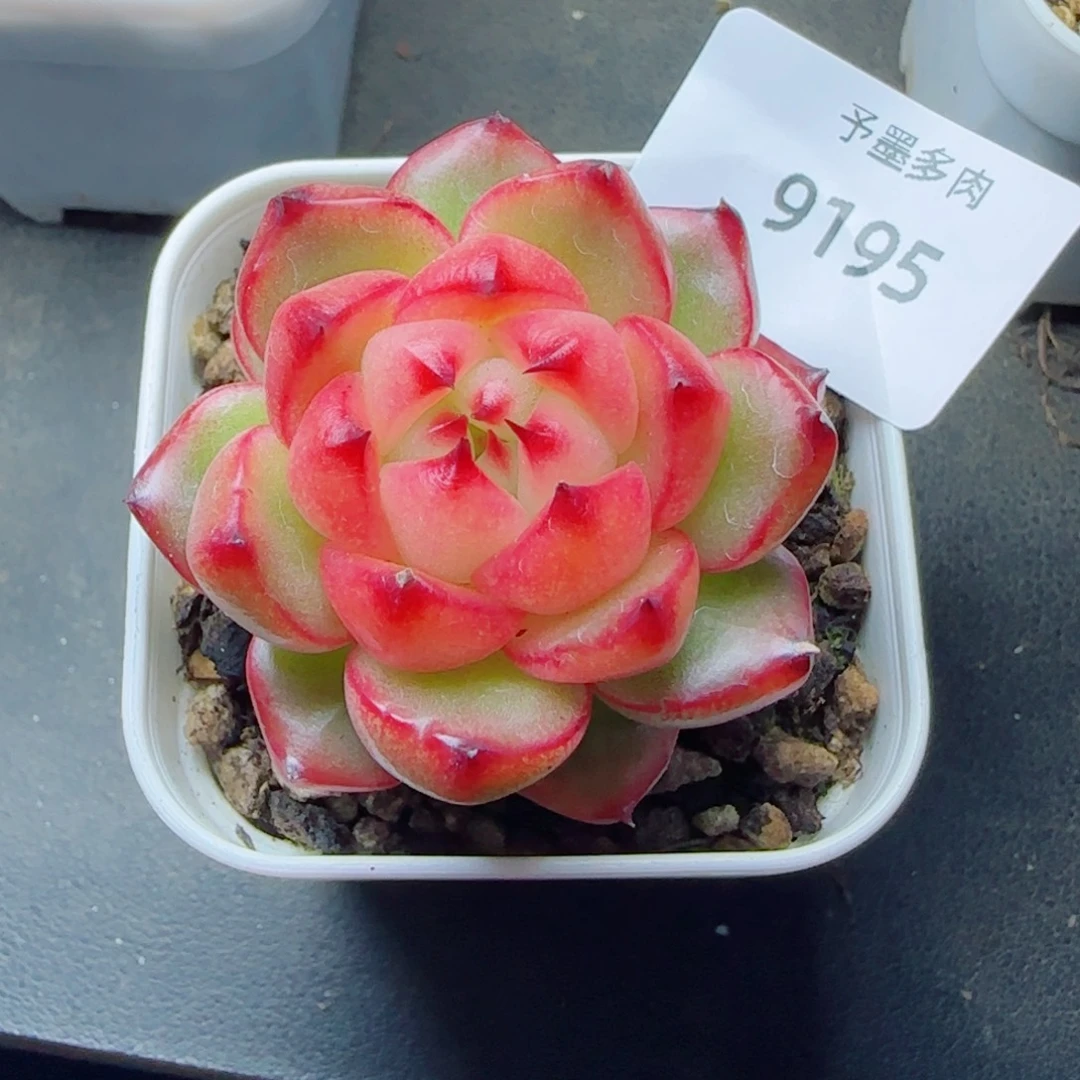 空灵珍妮，9195多肉植物