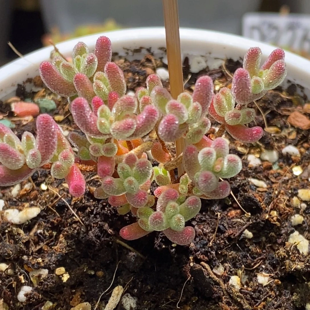 冰红枝干番杏A879