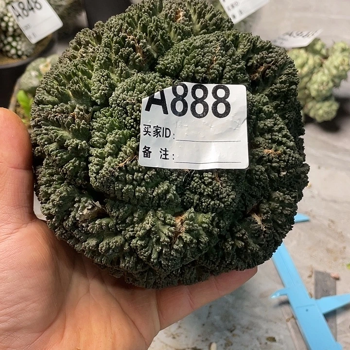 蓝***颜888大型哥龟甲仙人球