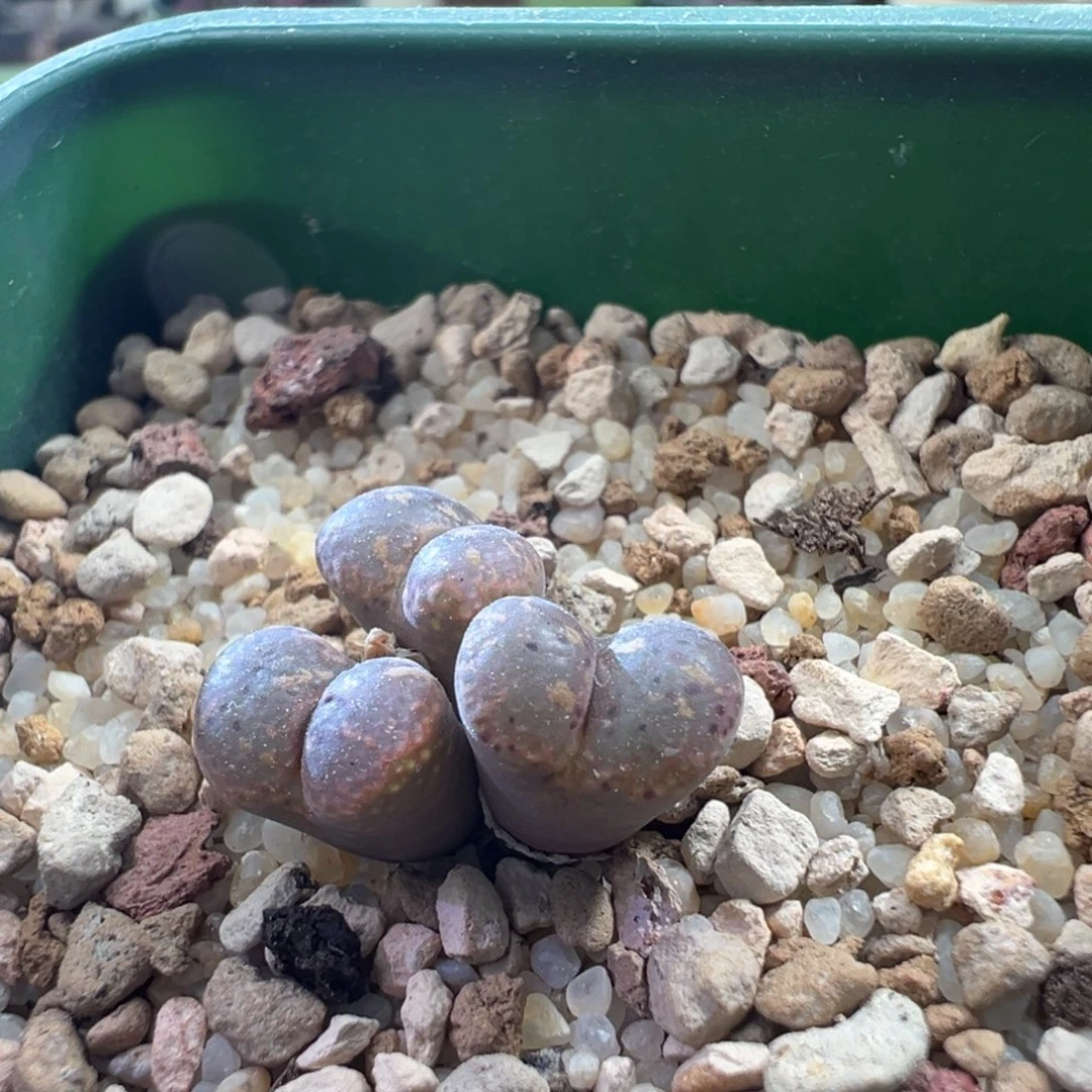 w266/泡泡勋章。