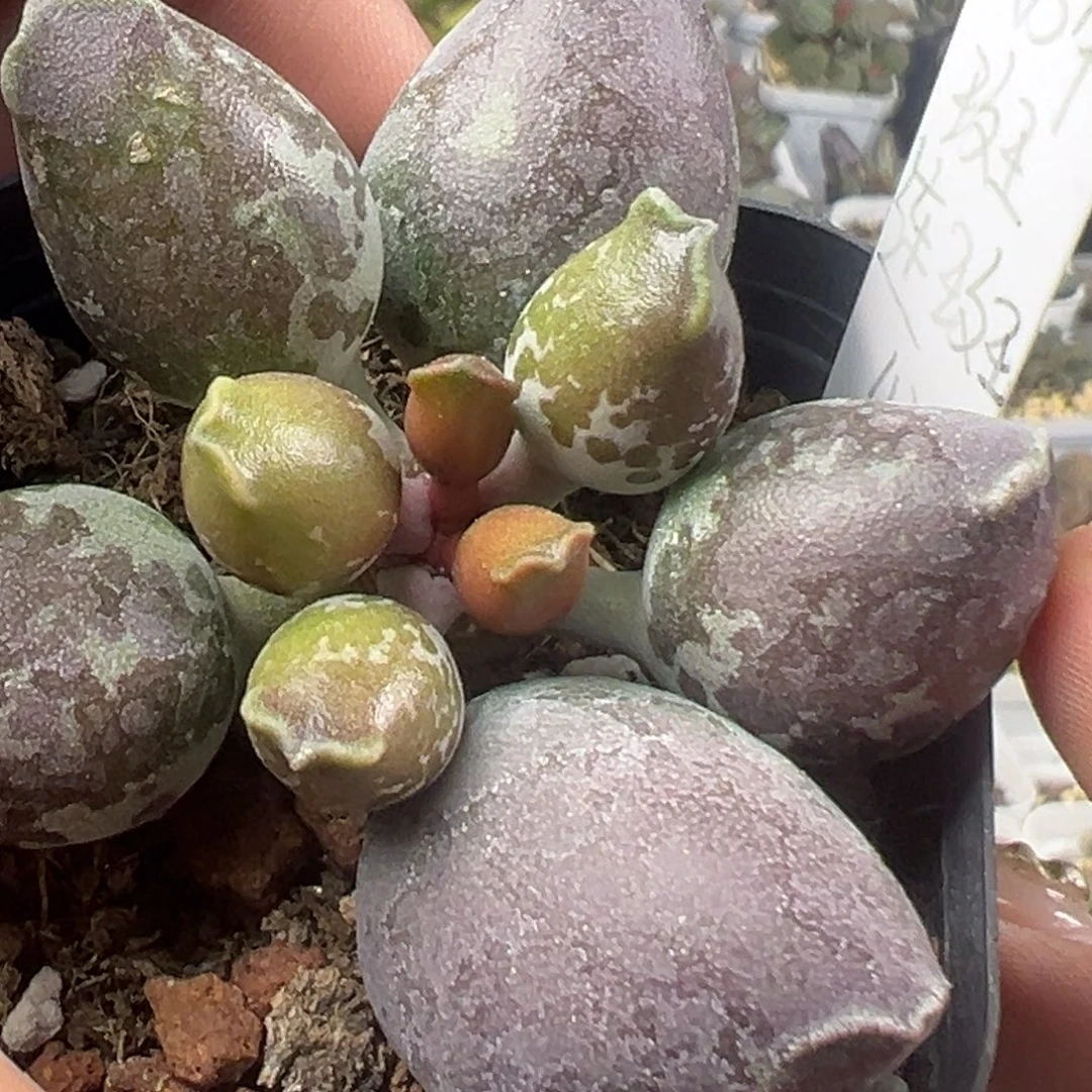 奶牛斑连斑海豹多肉植物214