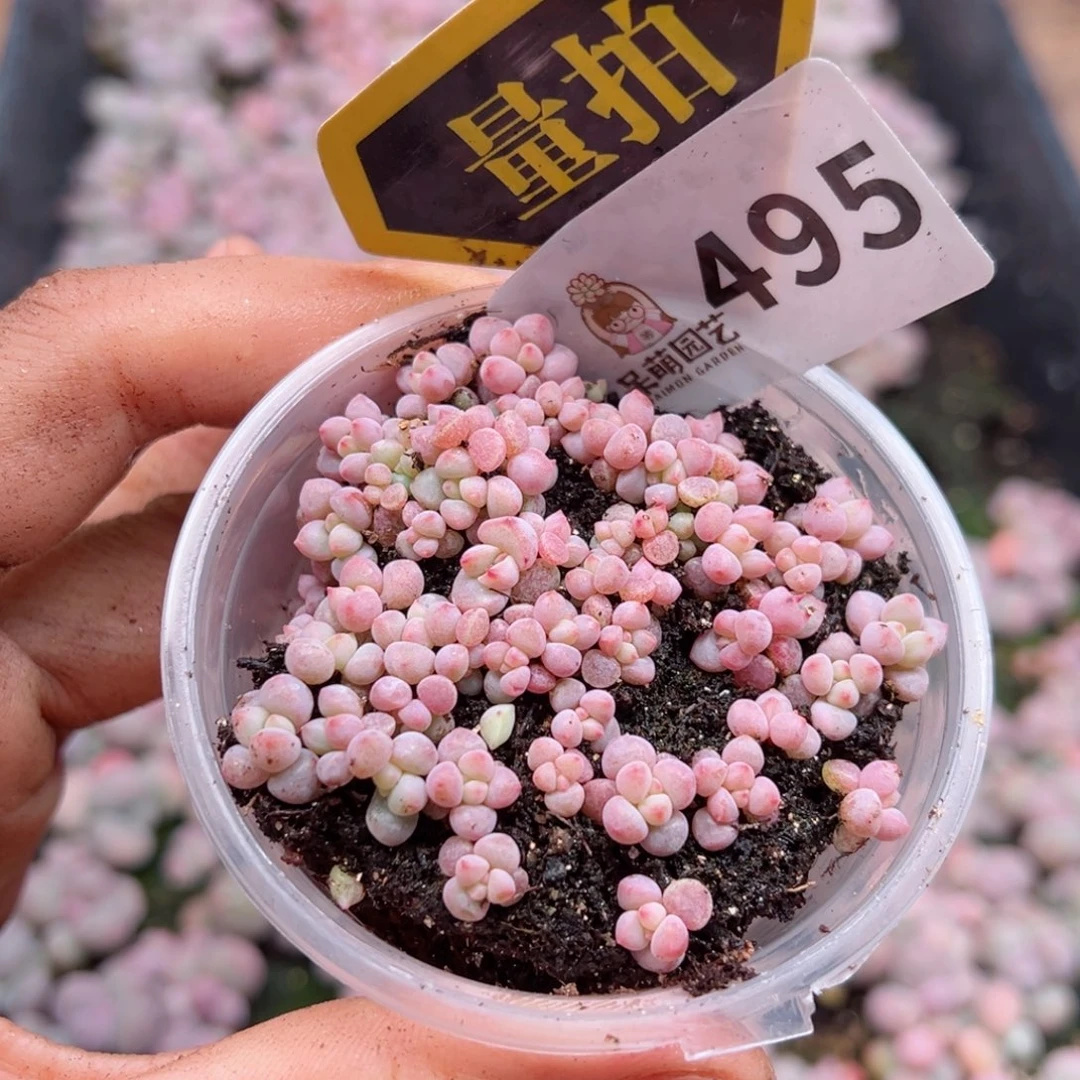 多肉植物多肉植物