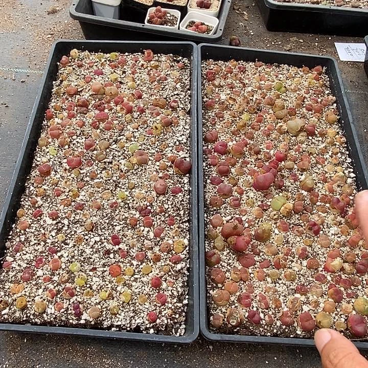 11527一筐  带框发  无售后