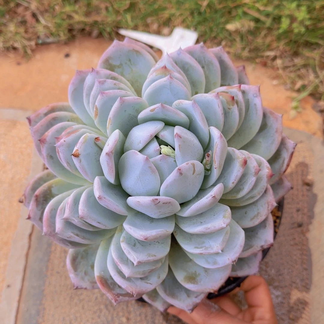 R***哥多肉植物多肉植物