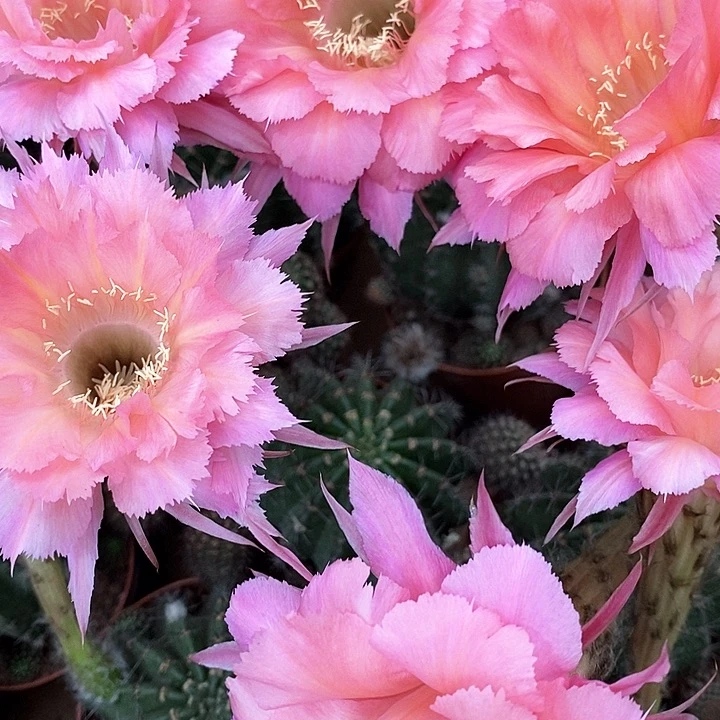 山脉仙人球3677888