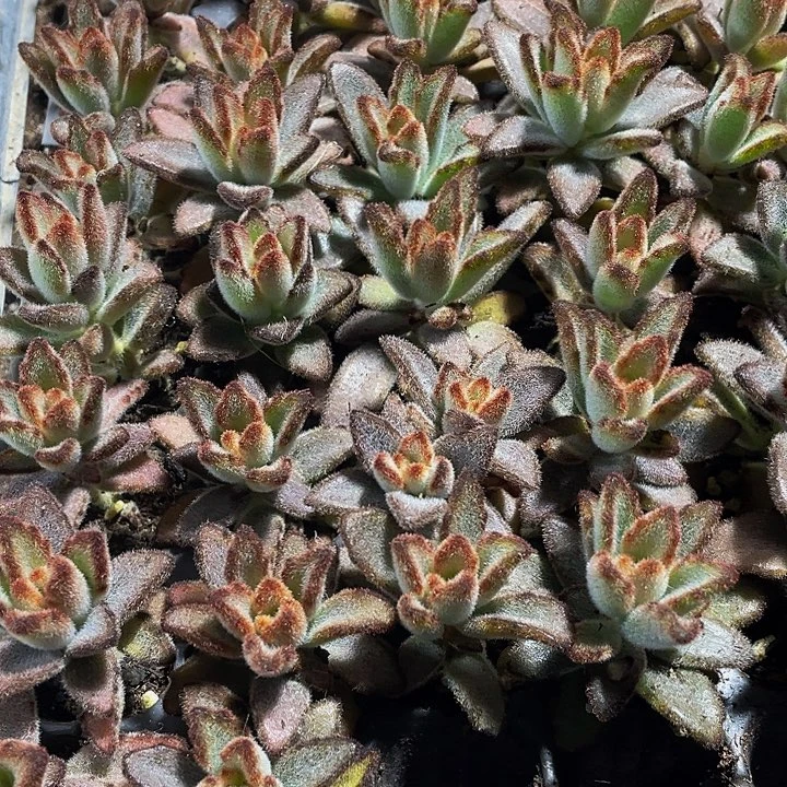 小灰兔1元带土发货