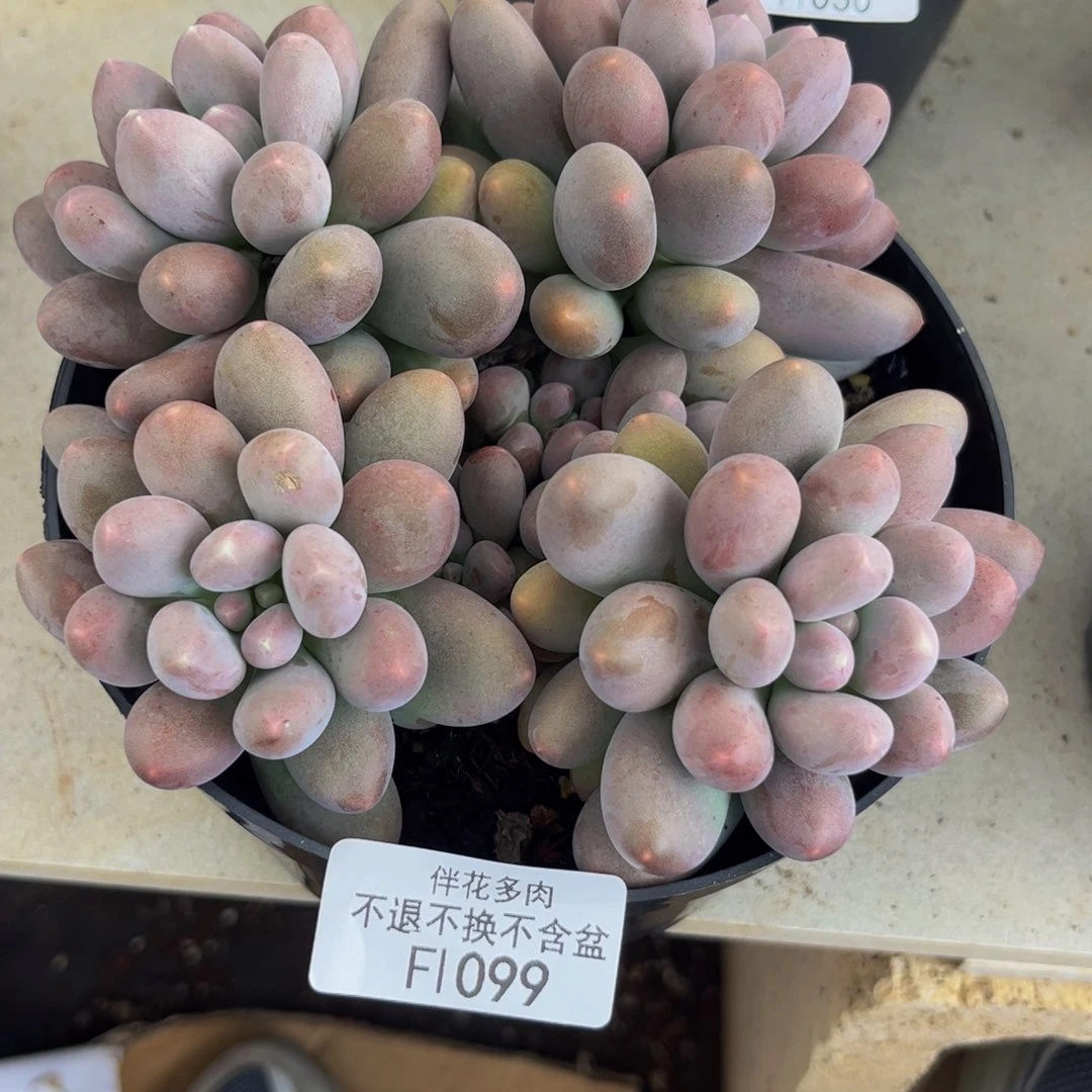 无***️099-大群蛋黄奶多肉14cm