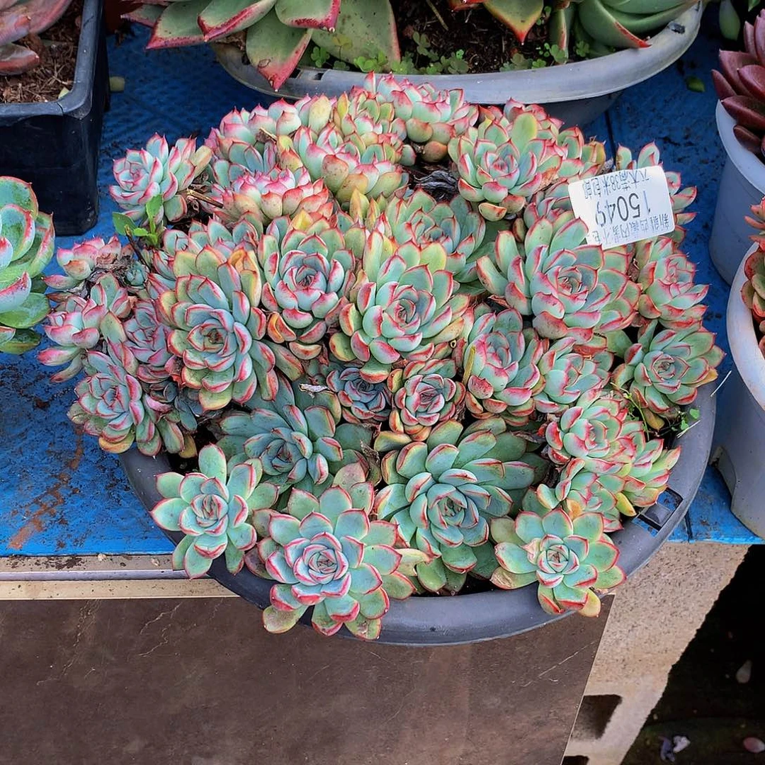 艾***艳    荷花多肉15049