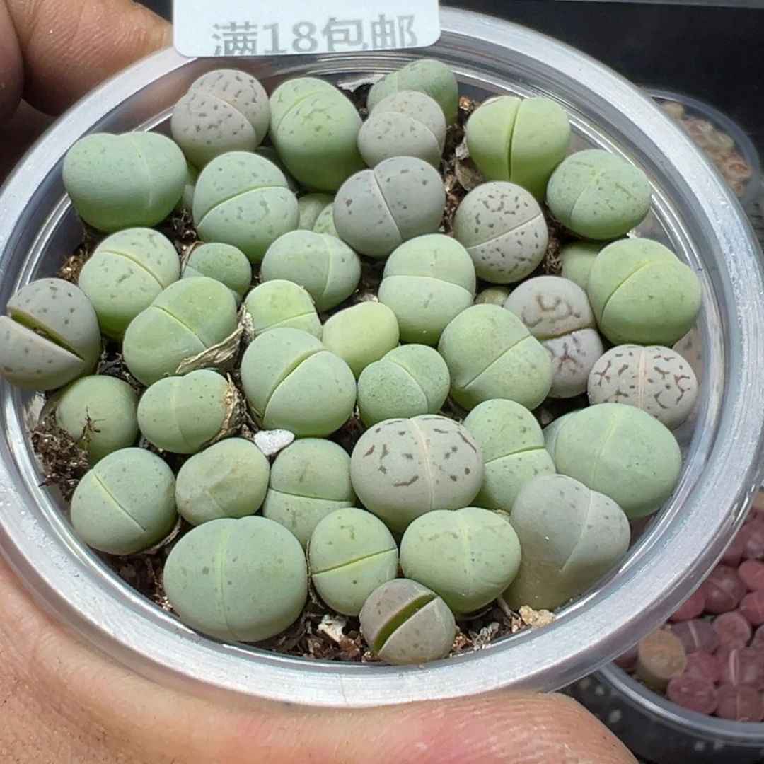 【闪购商品】 979。