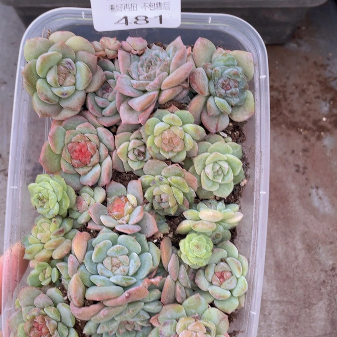 云糖心多肉植物481