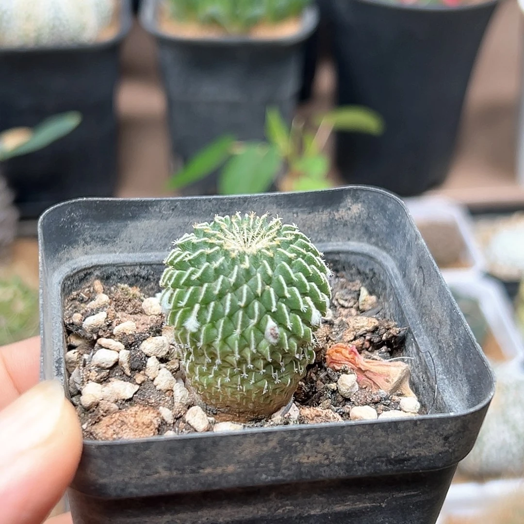 无花朵刺缀精巧殿实生