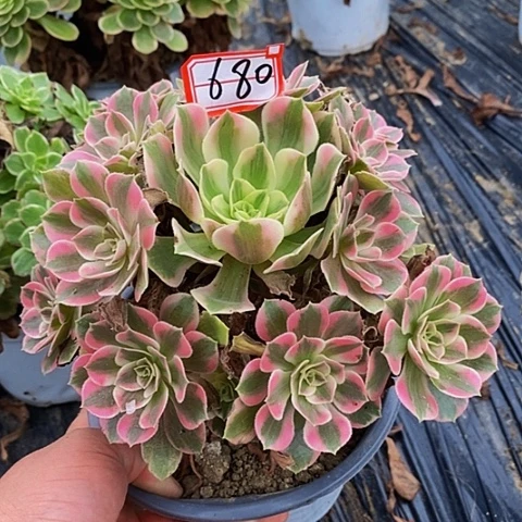 粉女妖老桩捧花680号