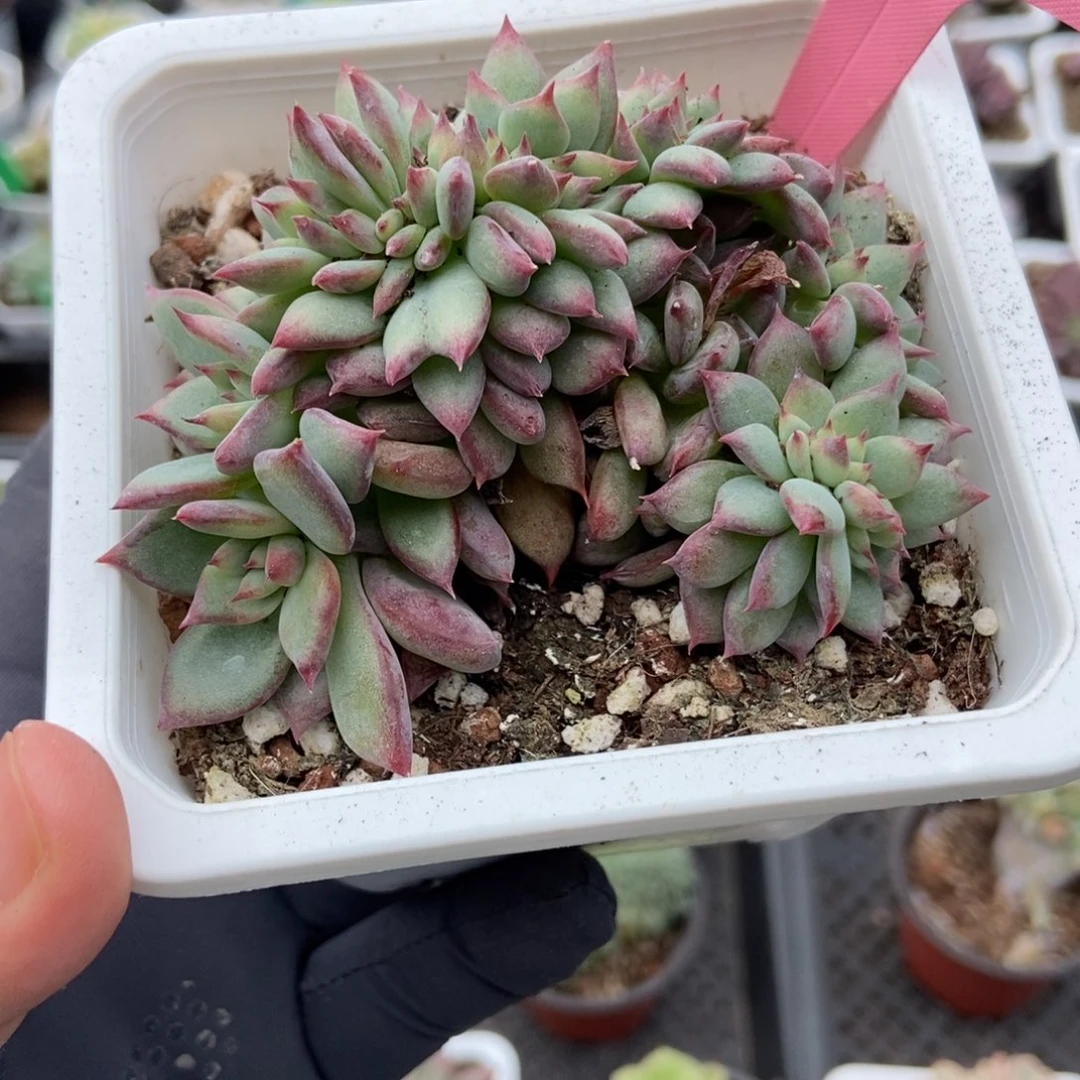 350拉糖缀多肉植物