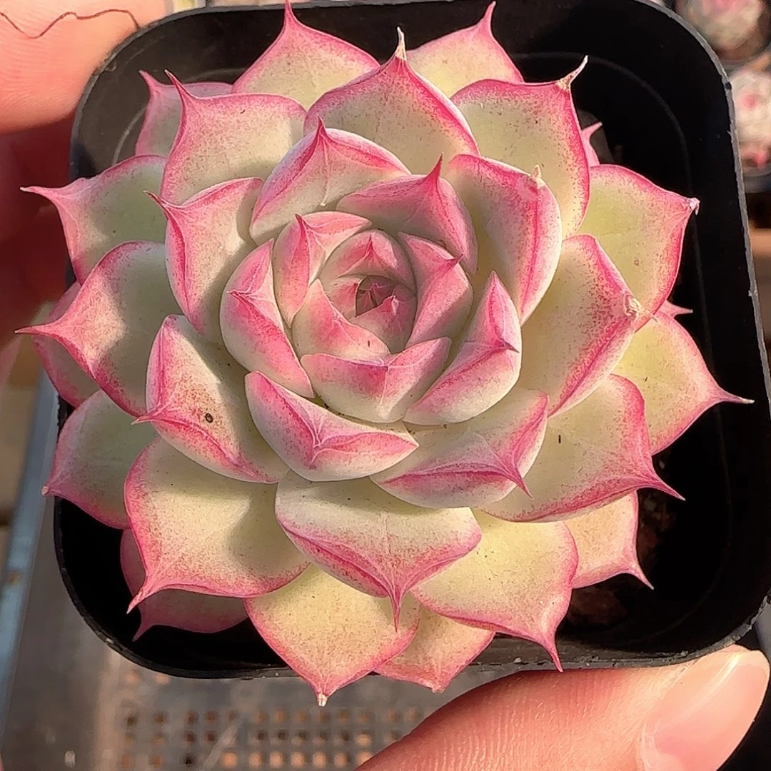 多肉1207-257女王