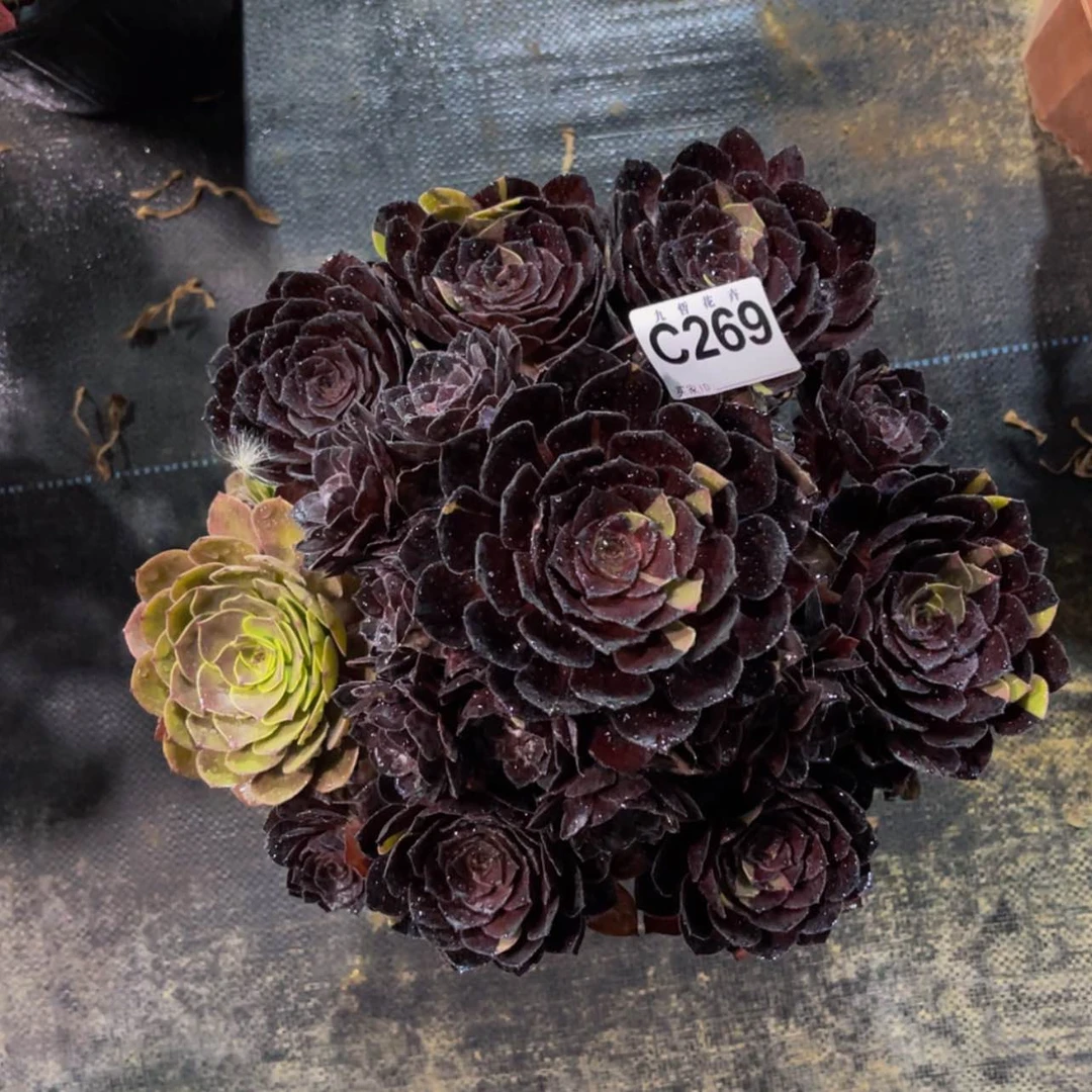 【闪购商品】田*?26900