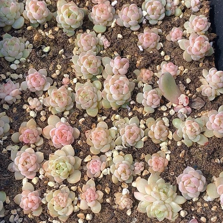 169 多肉植物盆栽花卉植物