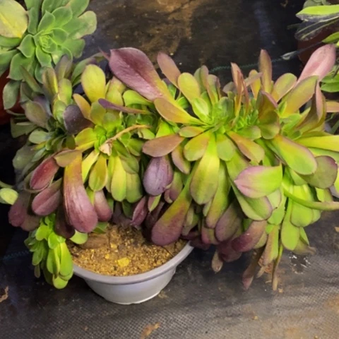 欧姿多肉植物2600