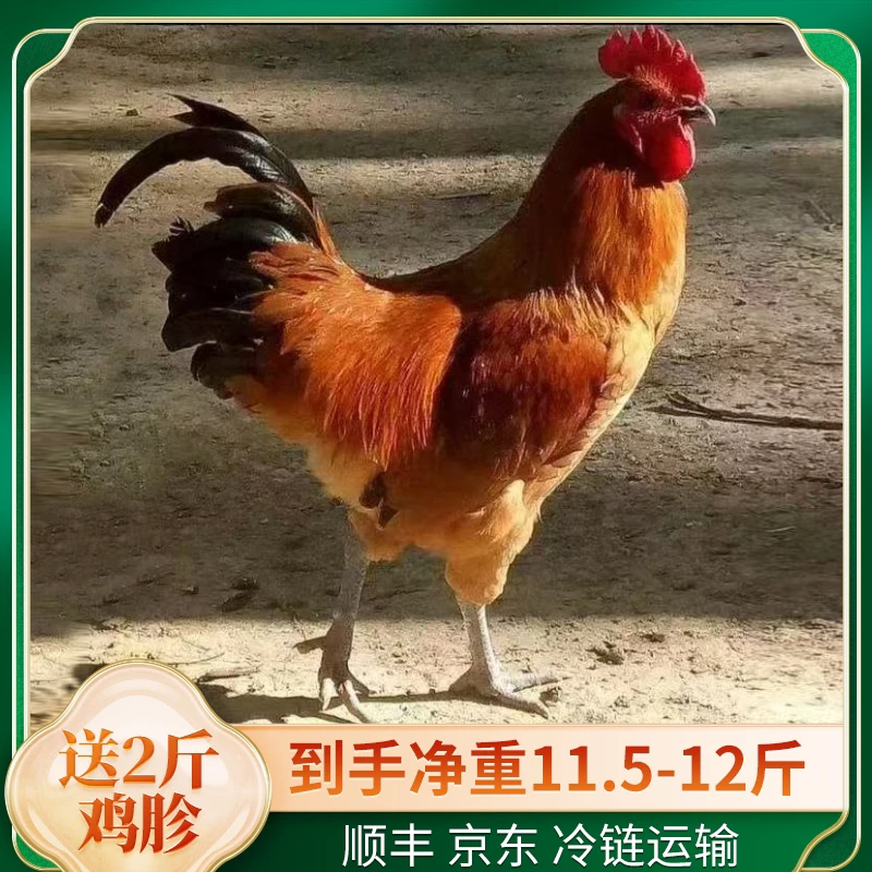 黑脚大公鸡2只送2斤鸡胗到手总净重11.5-12斤 每只4.7斤左右