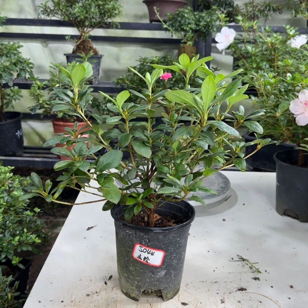 ***掂完全开放玉林杜鹃花杜鹃花