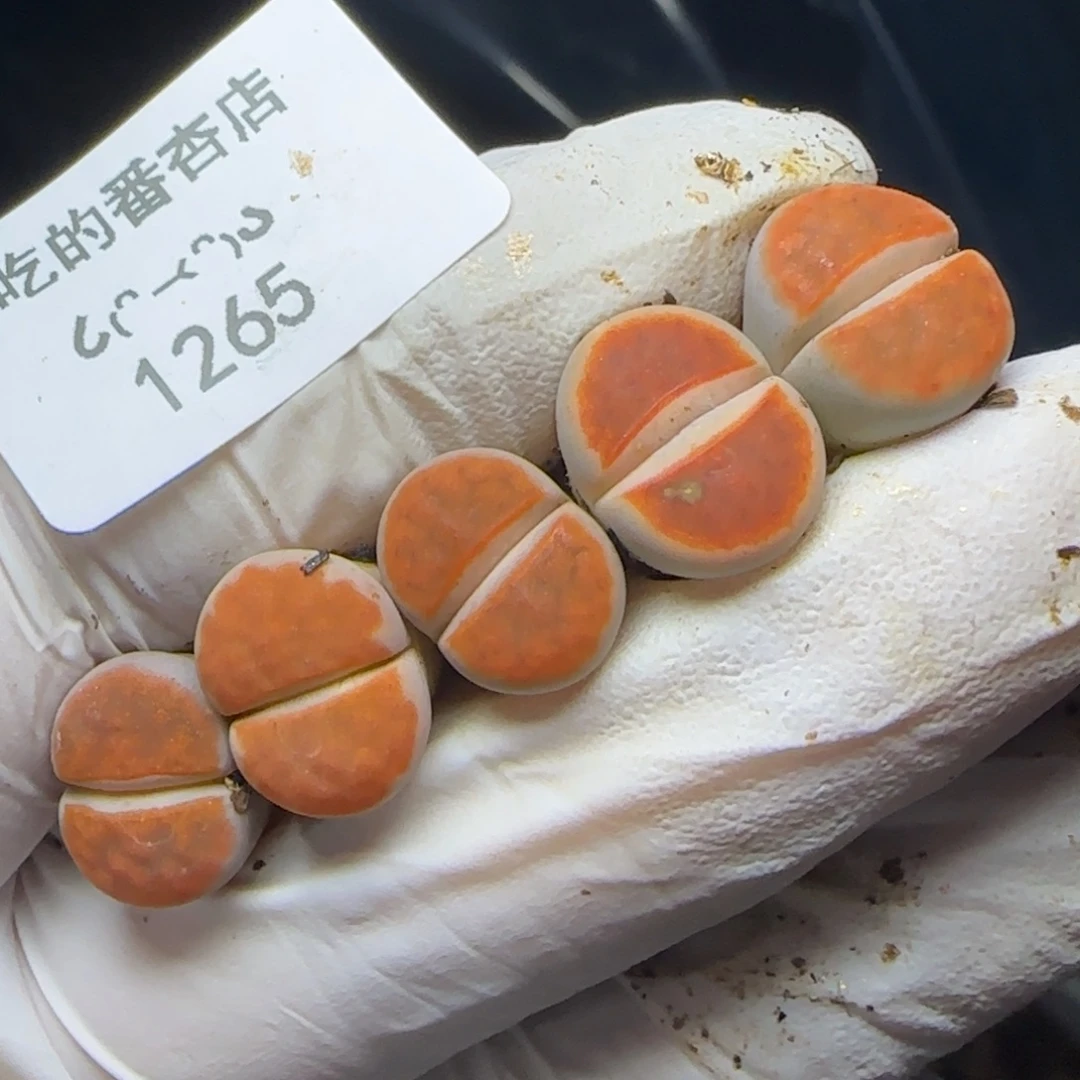 1265。冰橙。。。。。。。。。