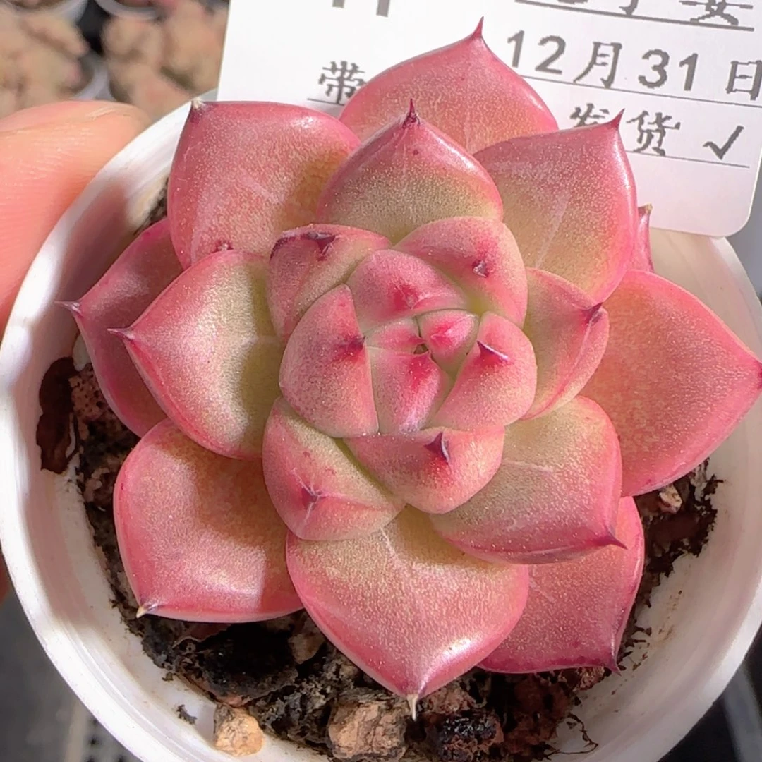 多肉1231-41福利福利