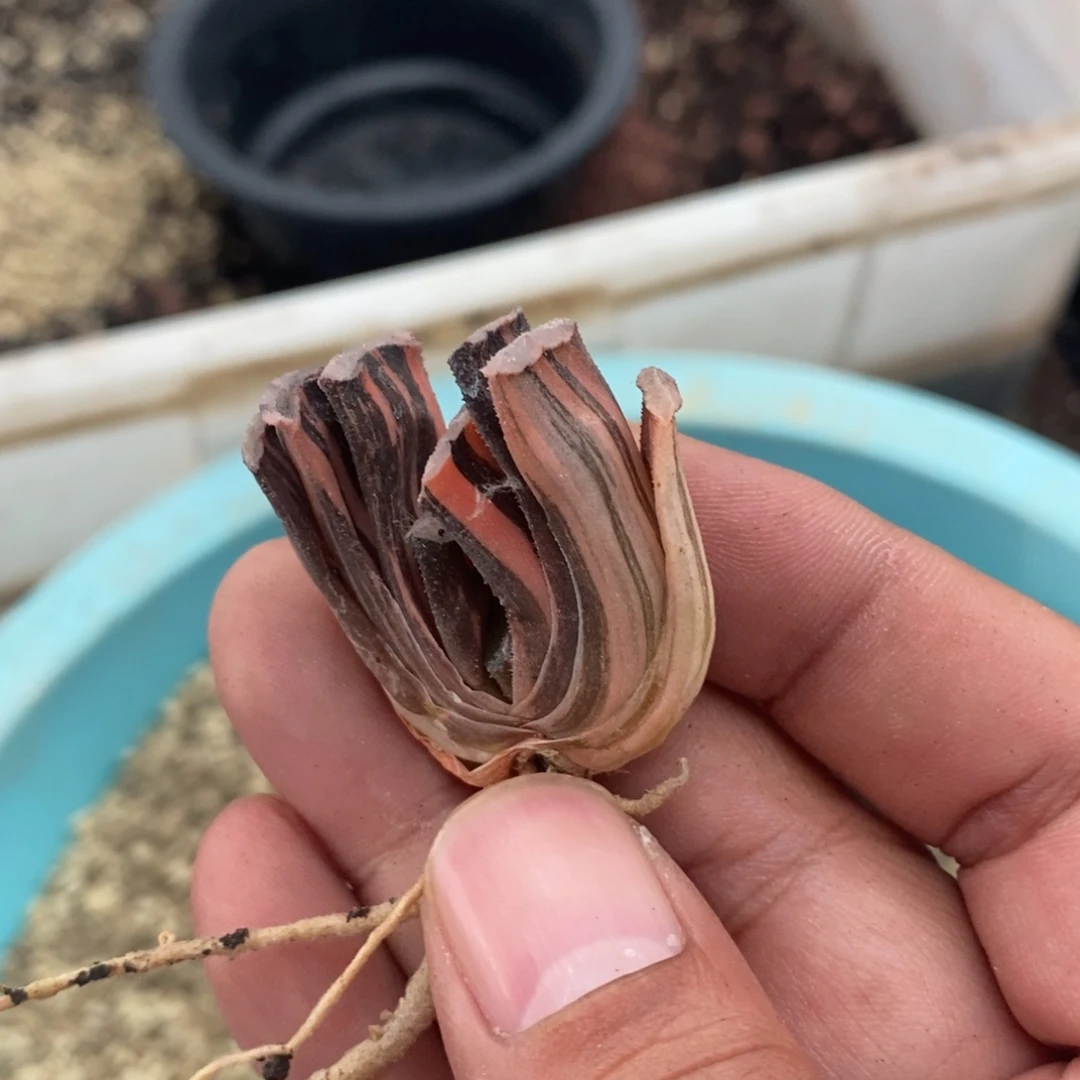 2241 一颗玉扇锦 超级福利