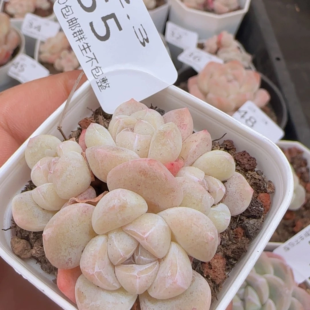 丶*雨四头糖心冰玉一颗脱土