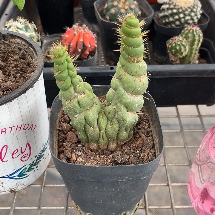 武***起我也不知道我为什么要这样