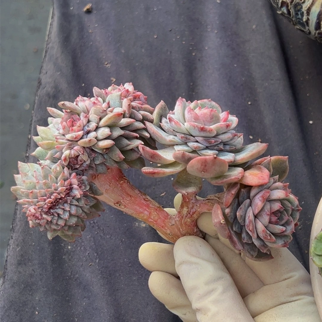 新年快乐 新年快乐