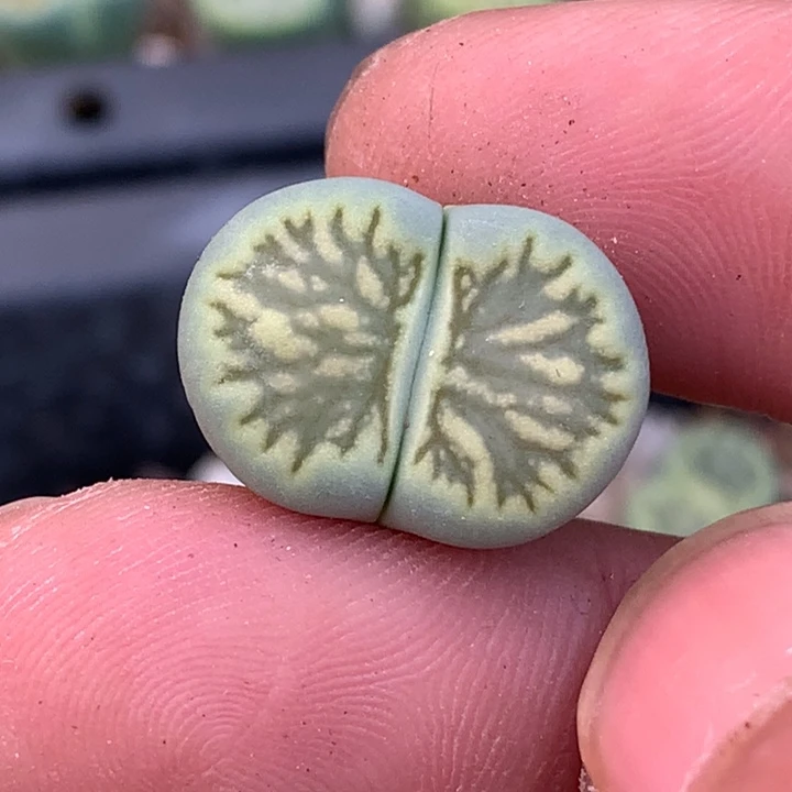 湖***亚精品多肉植物精品多肉