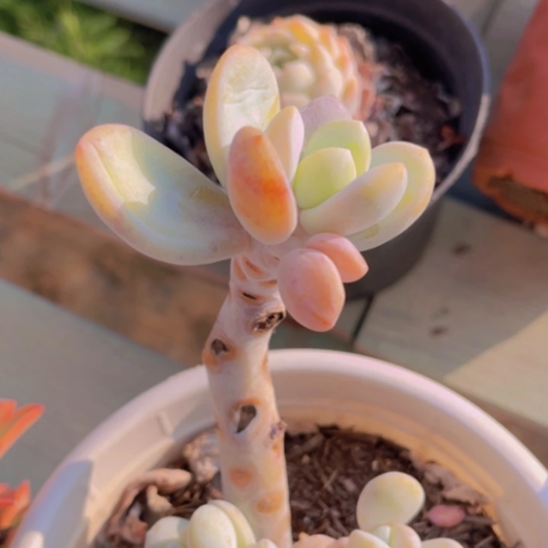 【闪购商品】雪美人20255