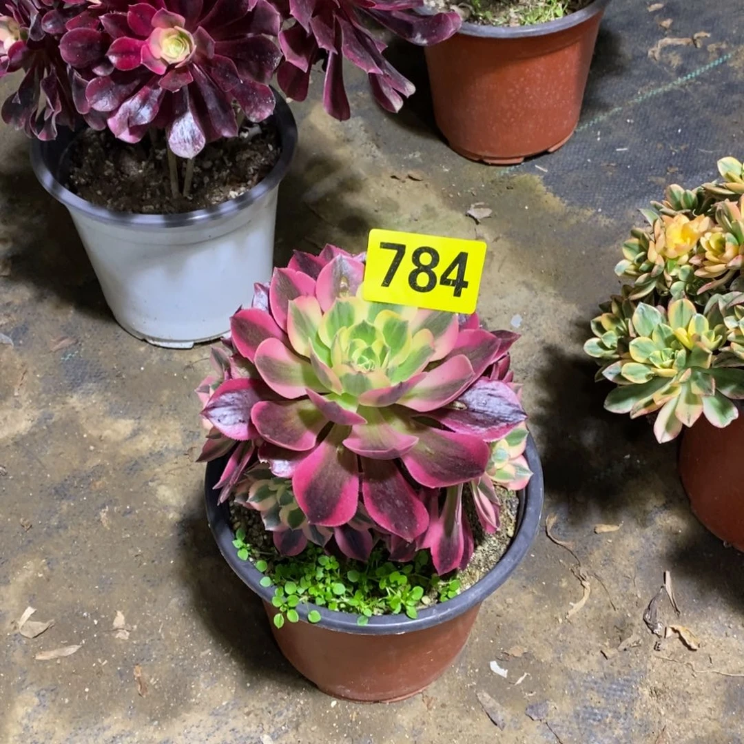 粉女郎小颗多肉法师784