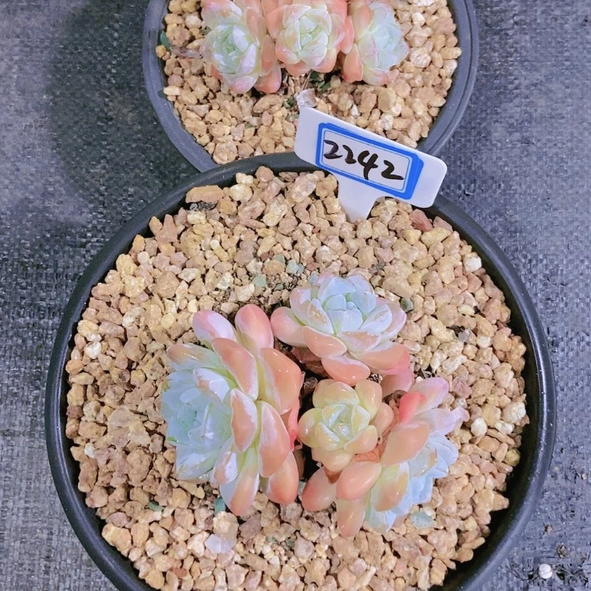 【闪购商品】有****望2242冰雨两颗